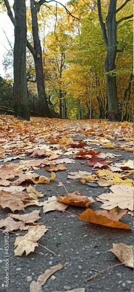 Obraz autumn in the park