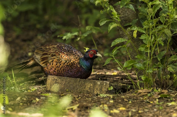 Obraz Jagdfasan (Phasianus colchicus)  in einem kleinen Waldstück 