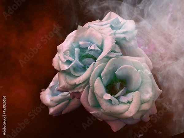 Obraz Нежноя роза в дыму