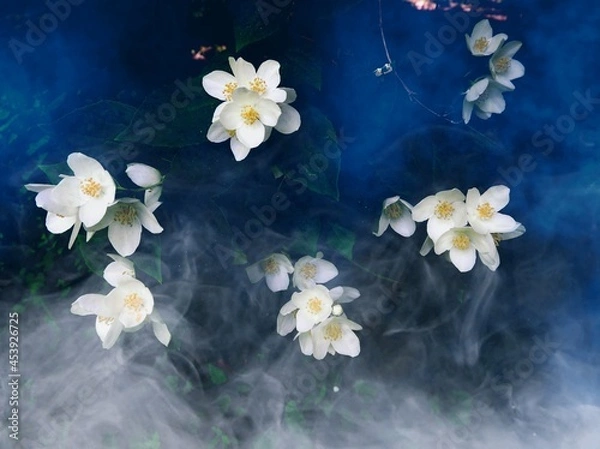 Fototapeta Jasmine in the fog