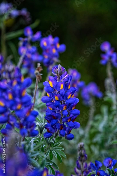Obraz Andean flowers