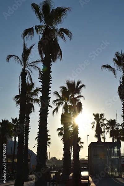 Obraz Palmeras al atardecer