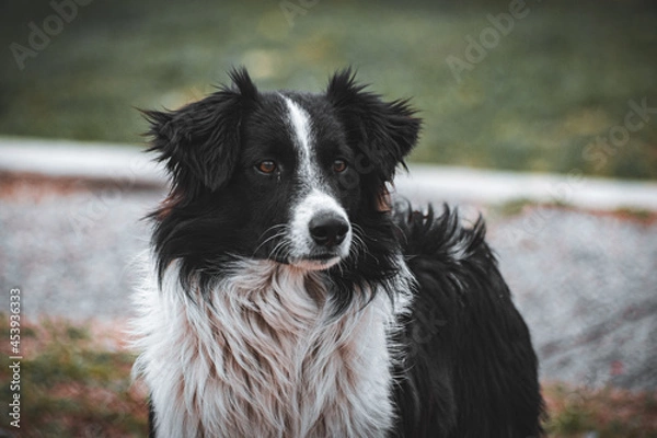 Fototapeta border collie dog