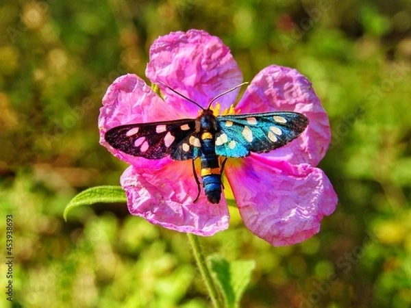 Obraz butterfly on a flower