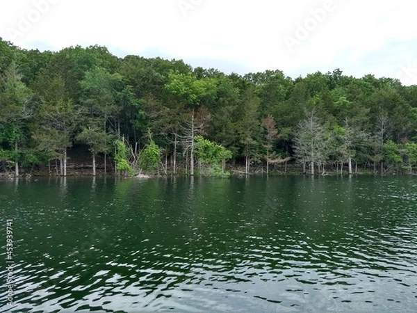 Obraz Trees on the lake
