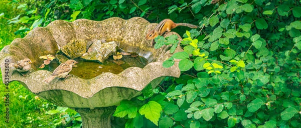 Fototapeta Two small birds sitting at a birdbath on a summer day.