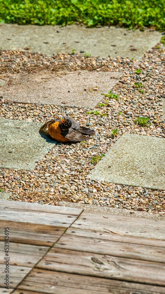 Fototapeta Single bird sunbathing on patio gravel in the garden, feathers spread and beak open.