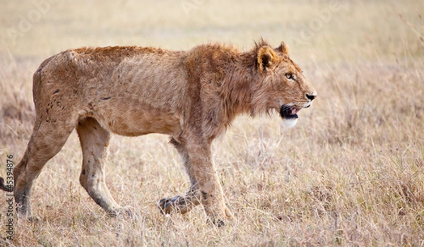 Obraz Desperate Search