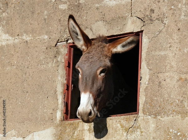 Obraz donkey and window
