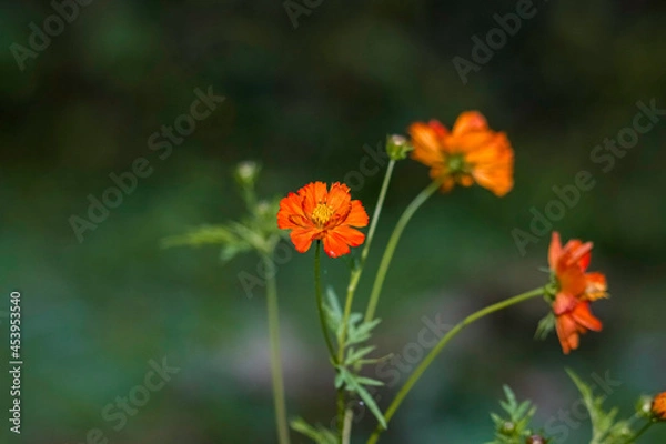 Obraz Beautiful Orange Flower
