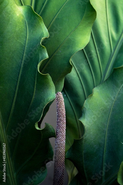 Fototapeta anthurium leaf with sprouts