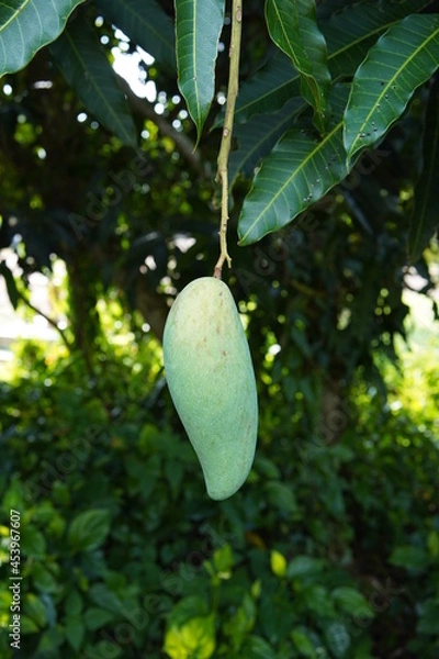 Obraz mango fruit on the tree