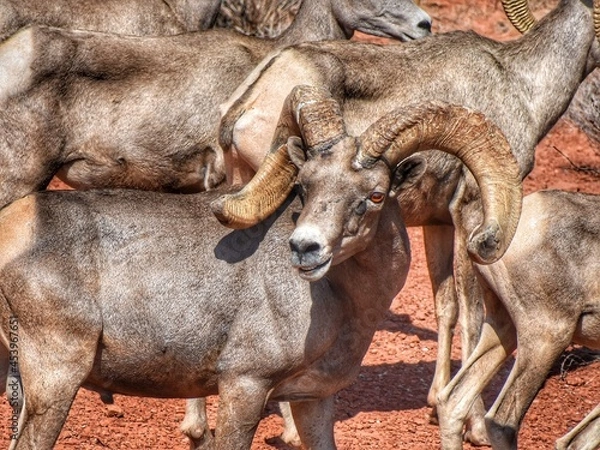 Obraz sheep in the mountains