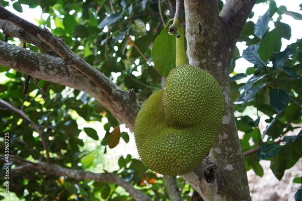 Obraz jackfruit on a tree