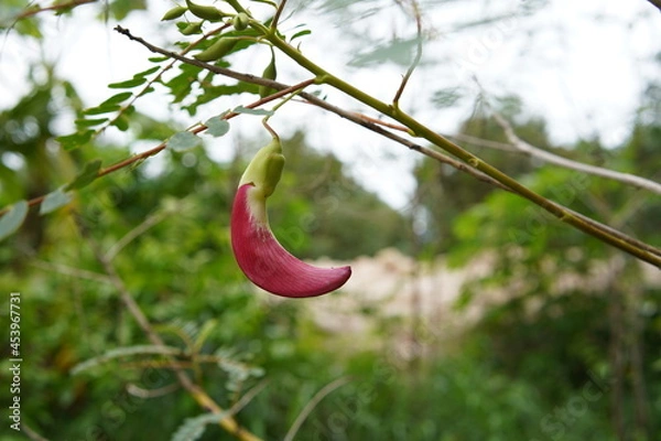 Obraz Cork Wood Tree