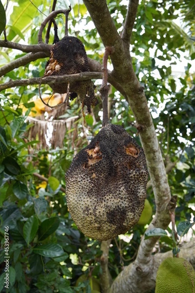 Obraz Jackfruit destroyed by insects on a tree
