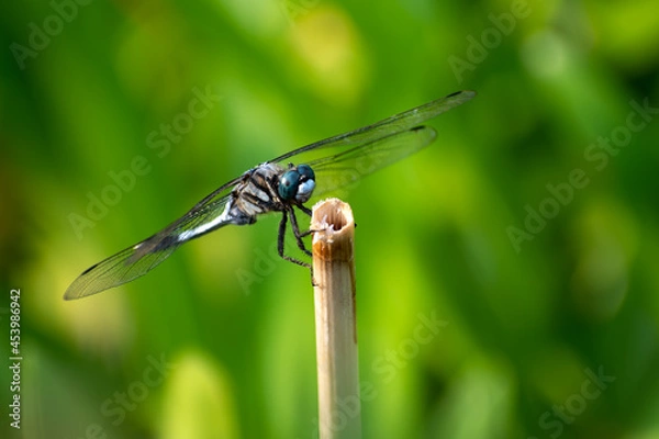 Fototapeta シオカラトンボ