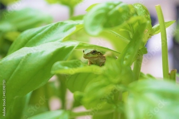Obraz バジルの葉と擬態化したキョトンとした顔でかわいい二ホンアマガエル