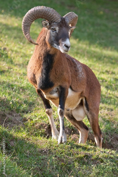 Fototapeta Mouflon Ram