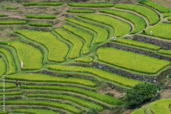 Fototapeta 収穫直前の美しい棚田【三重県熊野市紀和町　丸山千枚田】