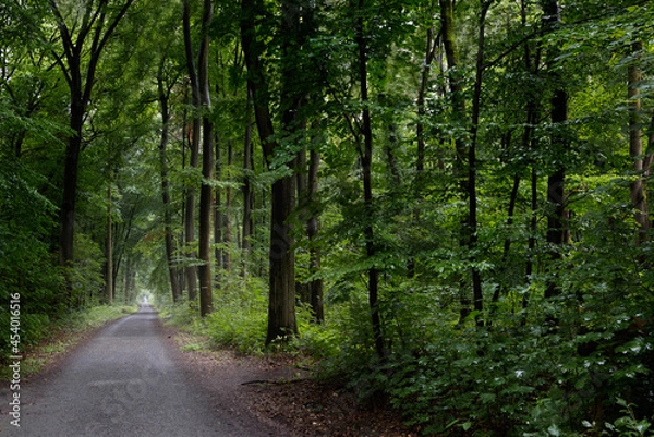 Obraz Light path through a dark, dense forest 