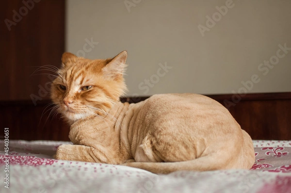 Fototapeta Domestic cat with ginger fur is lying on the bed after grooming and trimming during summer, animal care concept
