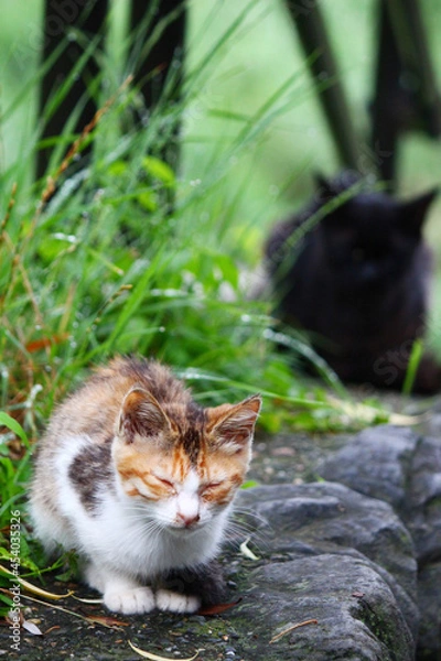 Fototapeta 自然と猫の写真