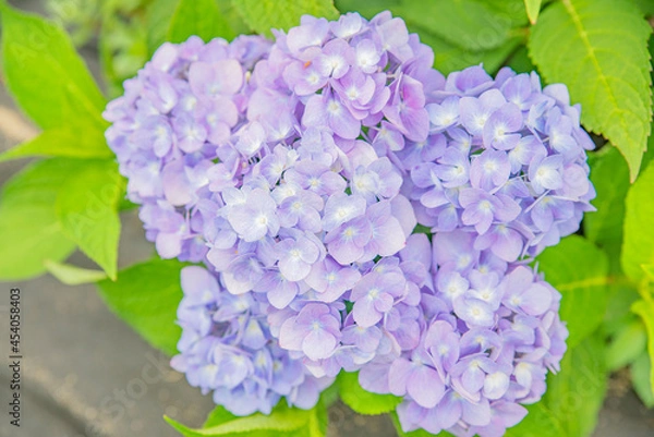 Fototapeta 활짝 피어난 수국