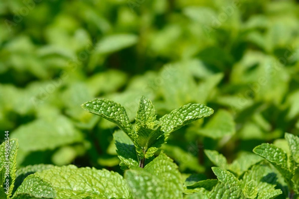 Fototapeta Spearmint