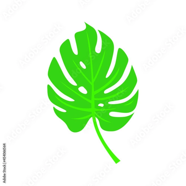 Fototapeta Monstera leaf isolated on white background. Vector illustration. Tropical leaf.