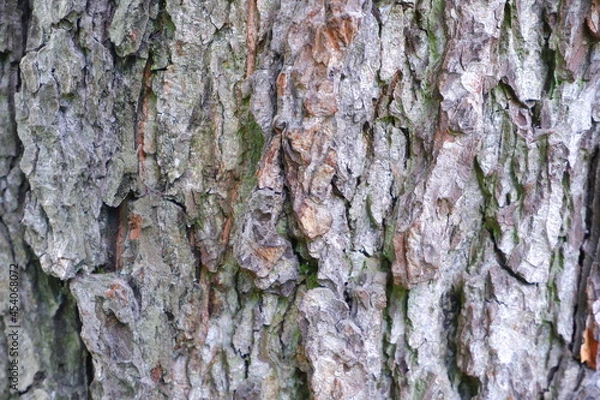 Fototapeta Tree bark texture. Suitable for backgrounds.