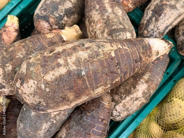 Fototapeta Taro is a herbaceous plant that can be eaten differently.