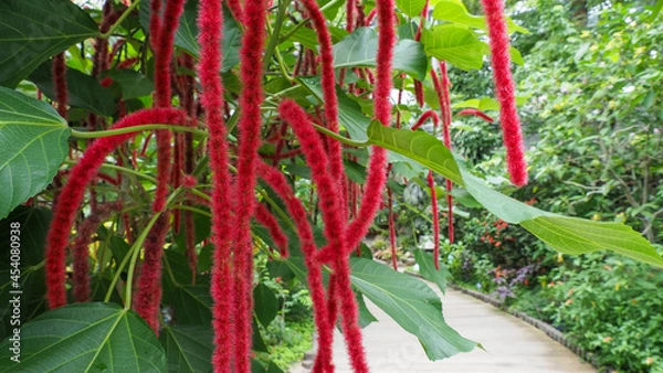 Fototapeta ベニヒモノキ