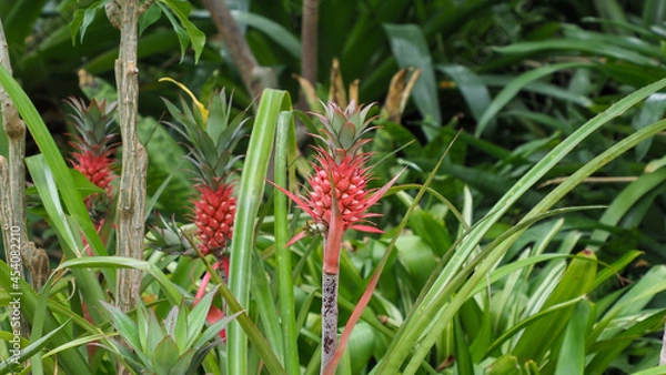 Fototapeta パイナップルの実