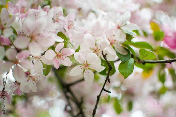 Fototapeta white blossoms in spring, blurred background