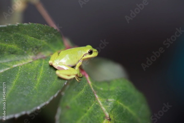 Obraz Laubfrosch