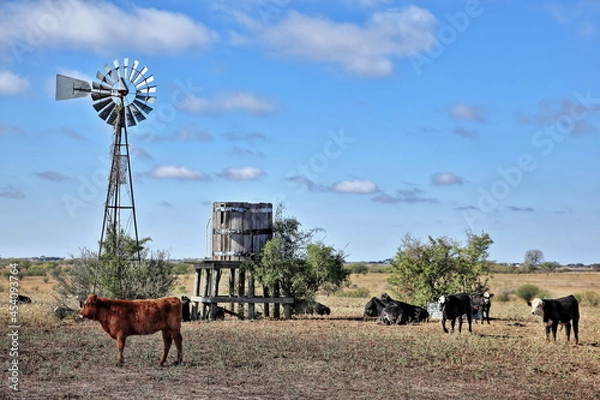 Obraz Red Heifer Windmill