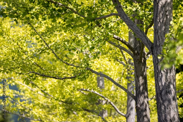 Fototapeta 風景素材　陽射しを浴びた鮮やかな銀杏の葉