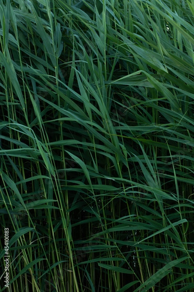 Fototapeta Schilf am Seeufer in Nahaufnahme