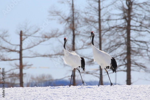 Obraz タンチョウ　北海道鶴居村