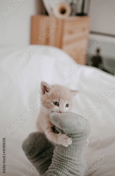 Obraz kitten playing with the owner's legs