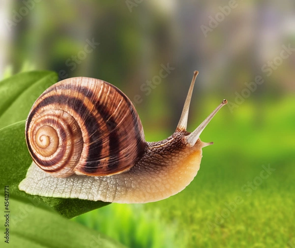 Obraz Garden snail