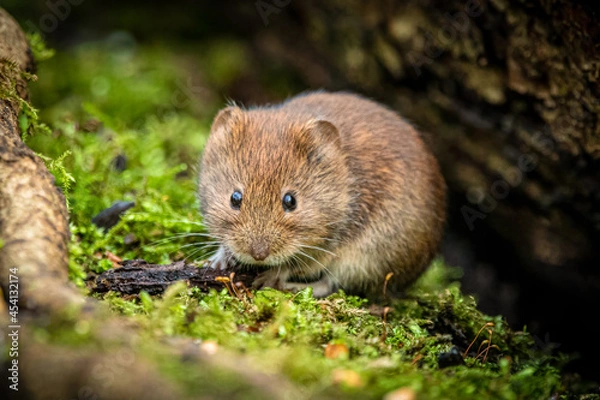Obraz Bank Vole on a mossy log