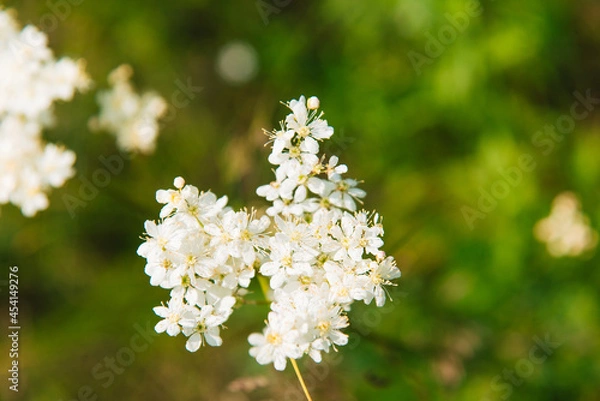 Obraz Meadowsweet, or Labaznik (lat. Filipéndula) is a genus of perennial grasses of the Rosaceae family. Meadow on a sunny summer day.	