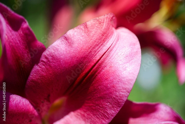 Fototapeta Beautiful lily flower on a background of green leaves. Lily flowers in the garden. Background texture with burgundy buds. Image of a flowering plant with crimson flowers of a varietal lily.