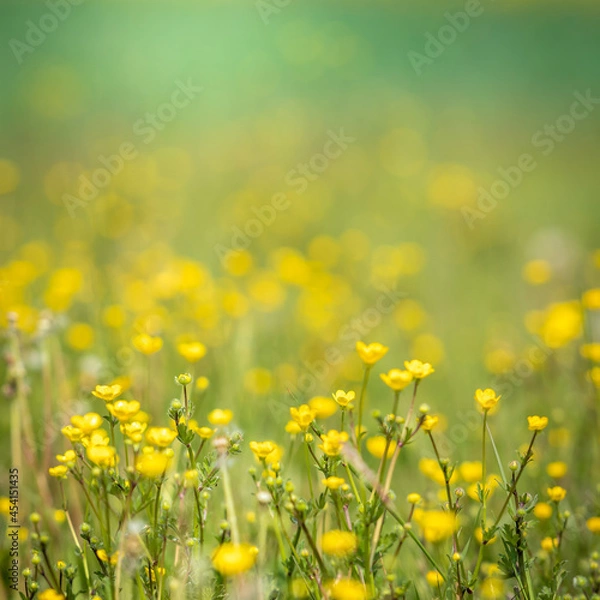 Fototapeta Beautiful view of a countryside with flower meadows and green hills in background. Spring in the country with nature all around. Outdoors, summer, natural, concept. Crocodile view of yellow flowers.