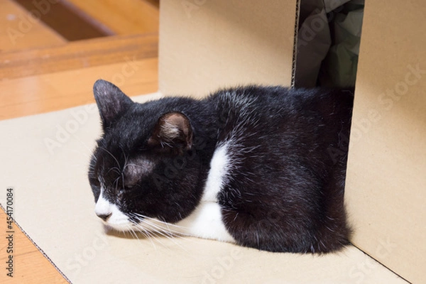 Fototapeta ダンボールとハチワレ猫