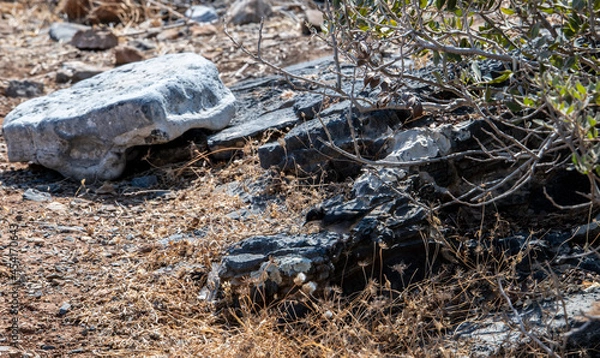Obraz wild goats graze on the slopes of Crete 