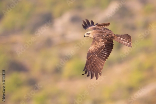 Fototapeta A black kite (Milvus migrans) in flight.