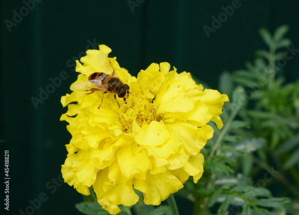 Obraz bee sitting on a yellow flower macro close up
